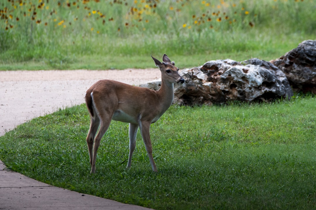 brown deer on green grass field during daytime