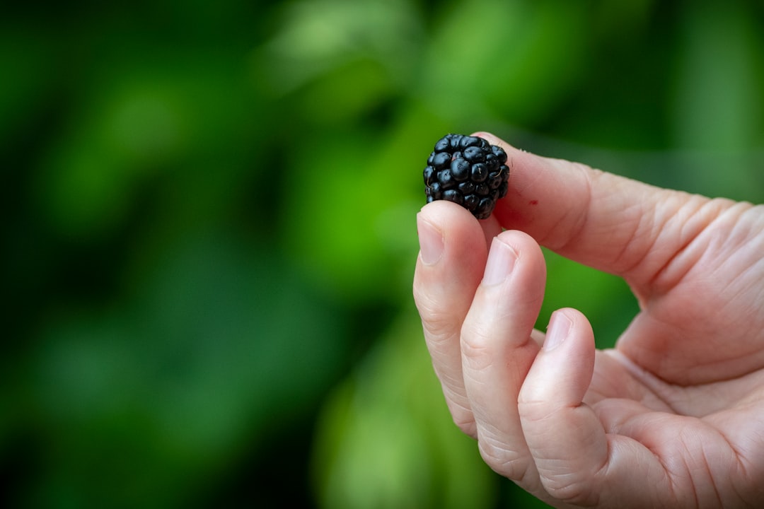 person holding black round fruit