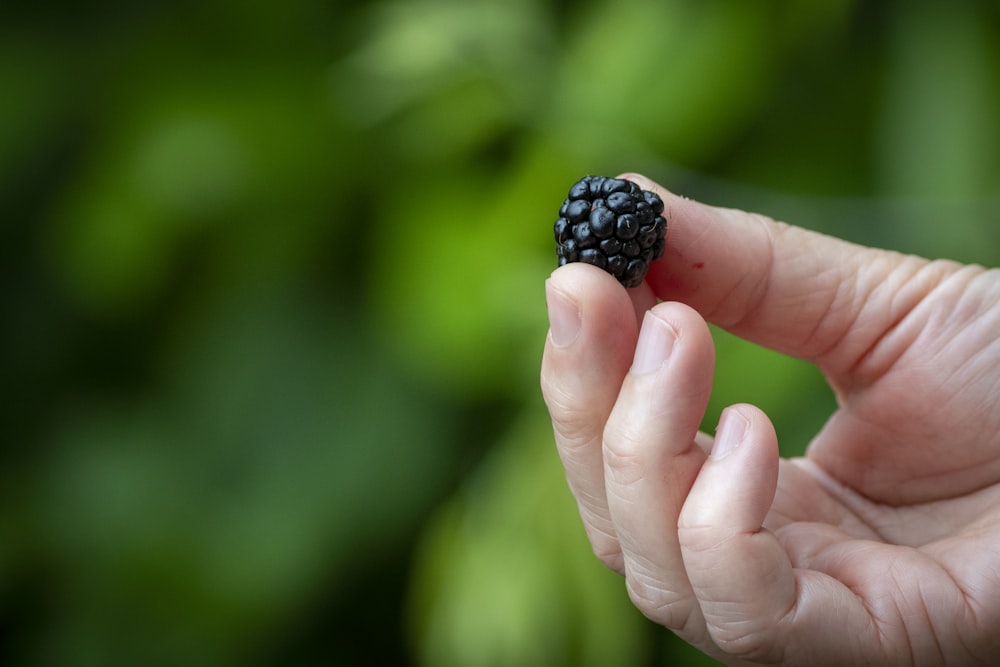 person holding black round fruit