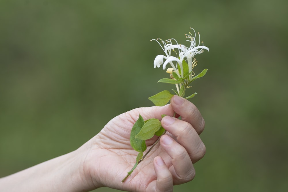 white flower in green stem