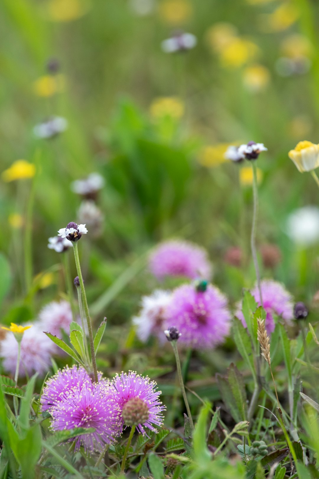 white and purple flower in tilt shift lens