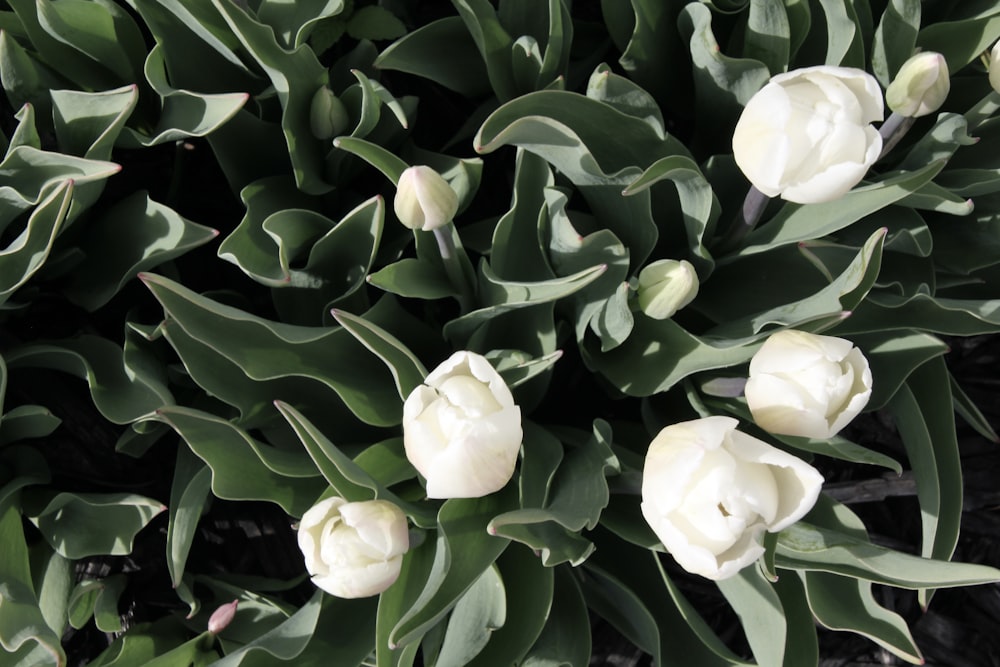 white flowers with green leaves