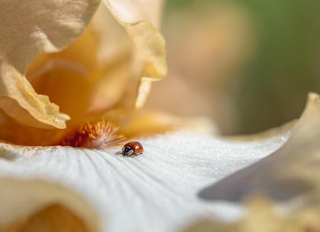 black and orange ladybug on white flower