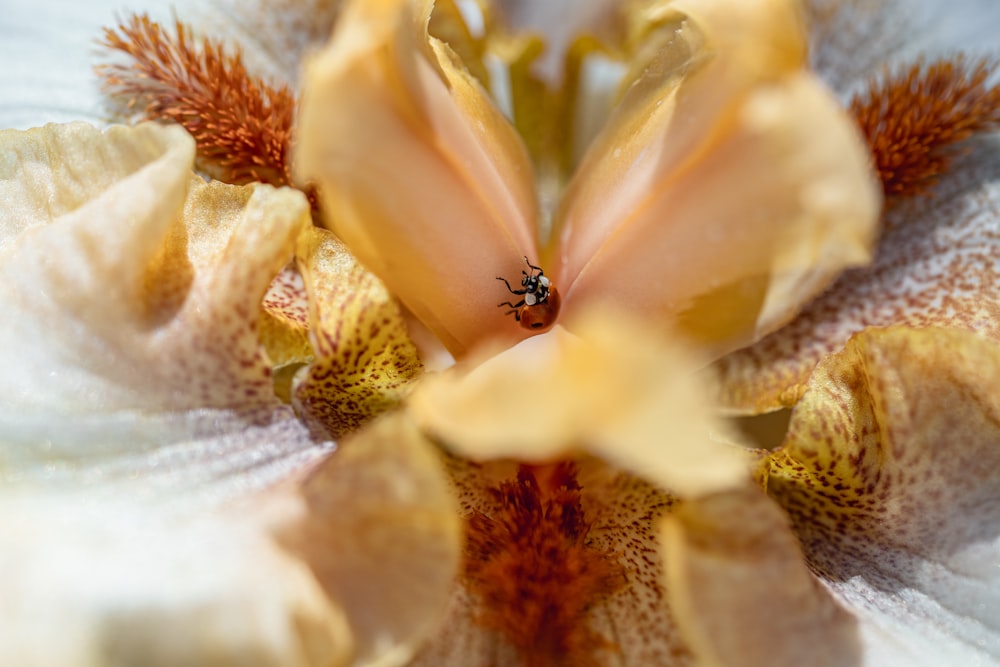 black ant on white flower