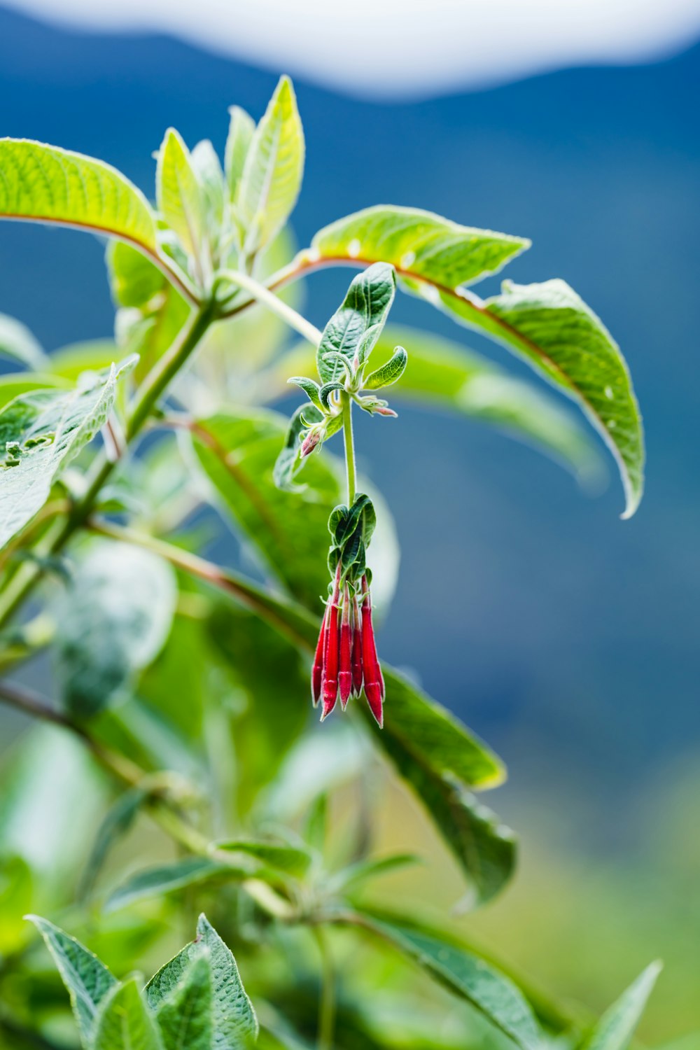 red and white flower bud in tilt shift lens