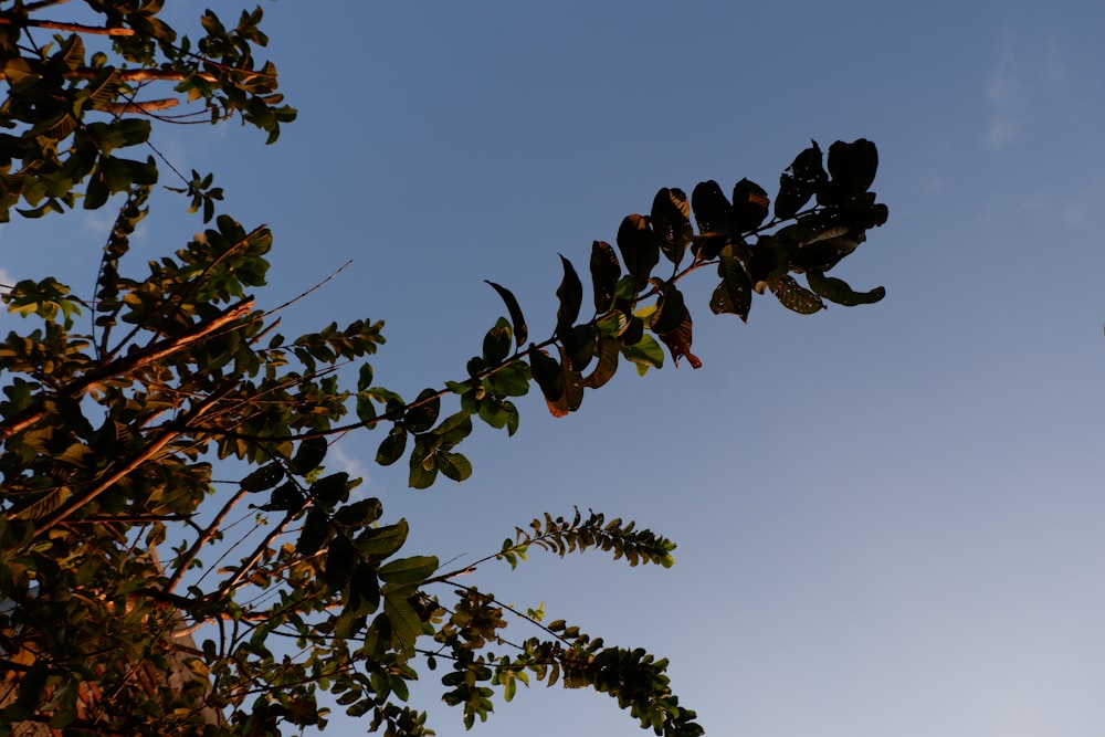 green tree under blue sky during daytime