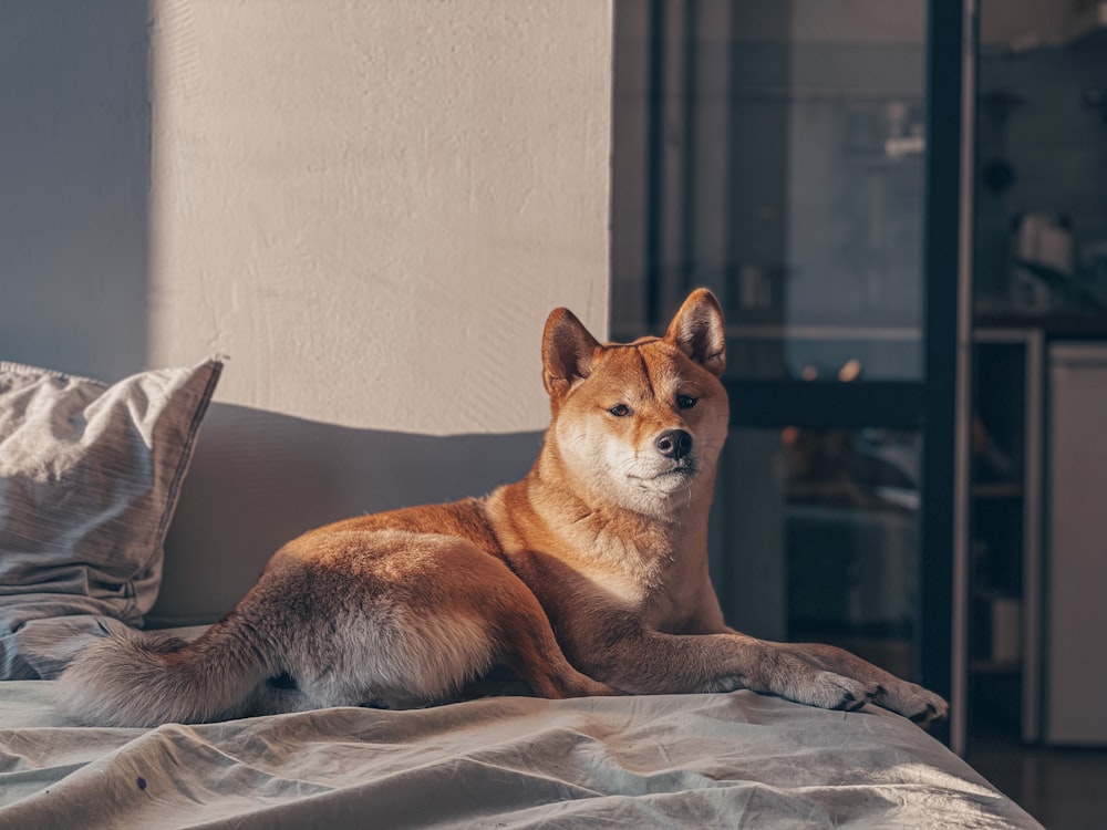 brown short coated dog on white bed