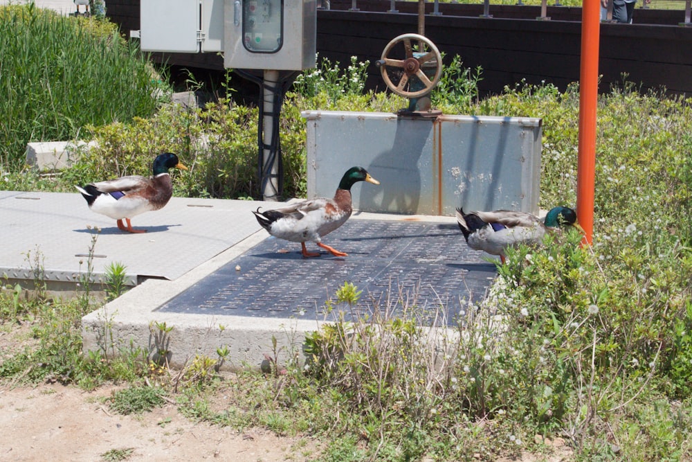 2 mallard ducks on gray concrete pathway