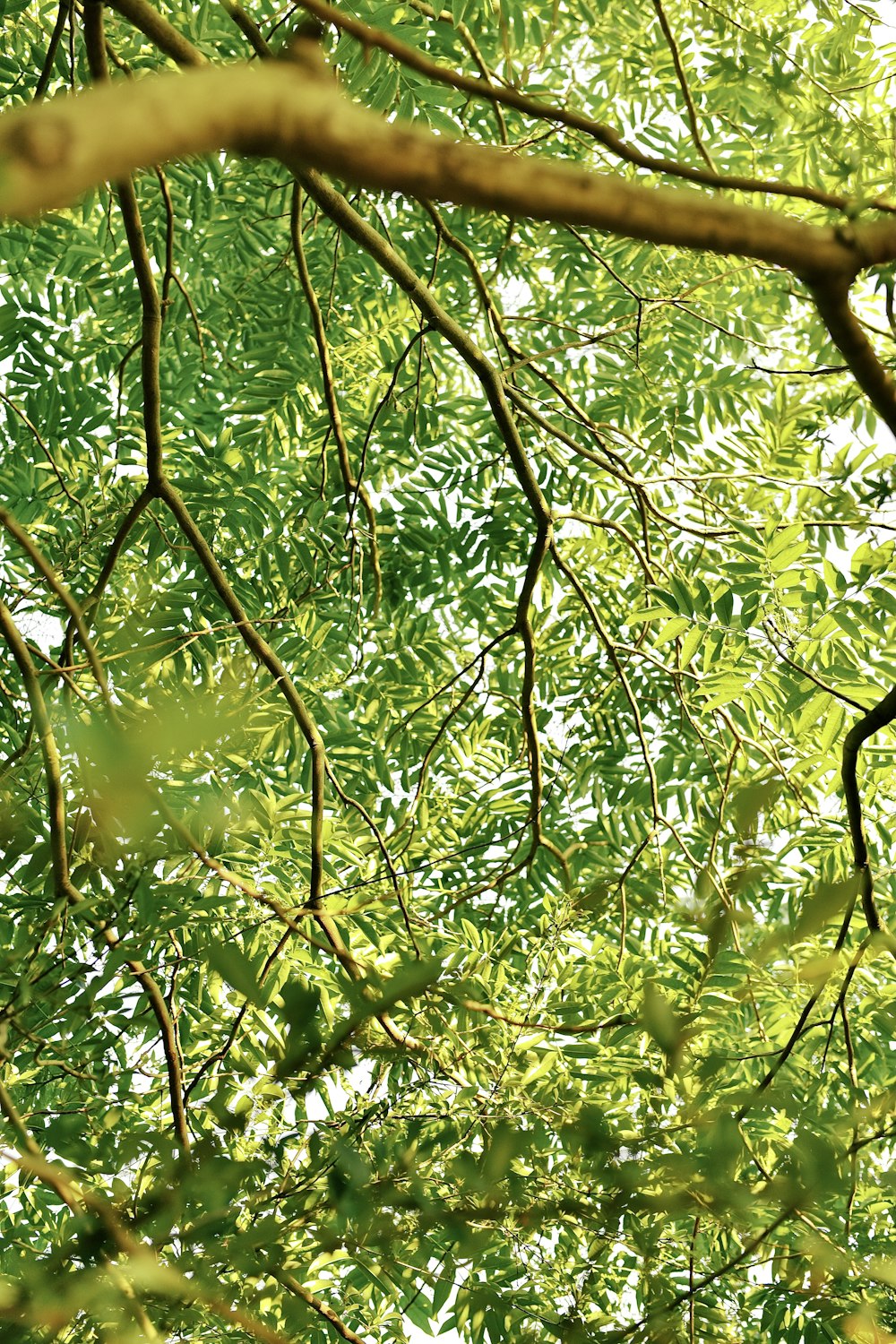 green leaves on brown tree branch