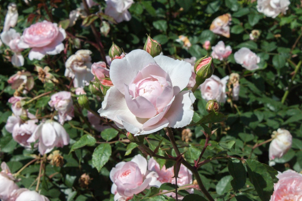 pink roses in bloom during daytime