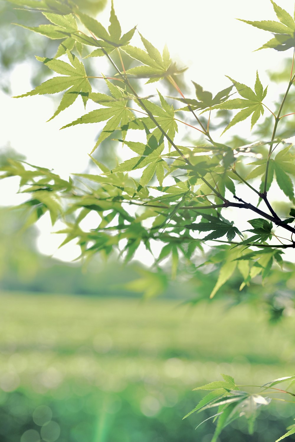 green leaves in tilt shift lens