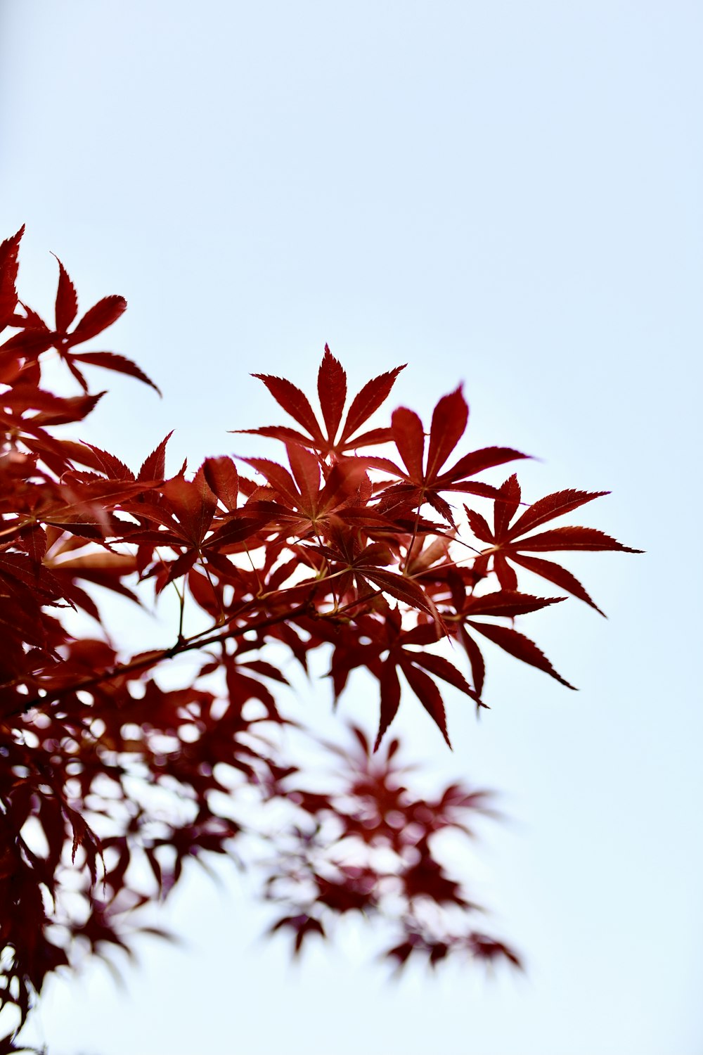 red and white flower during daytime