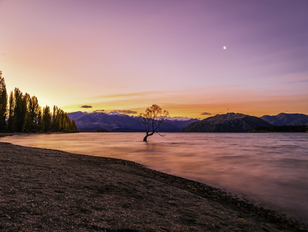 person walking on brown sand near body of water during sunset