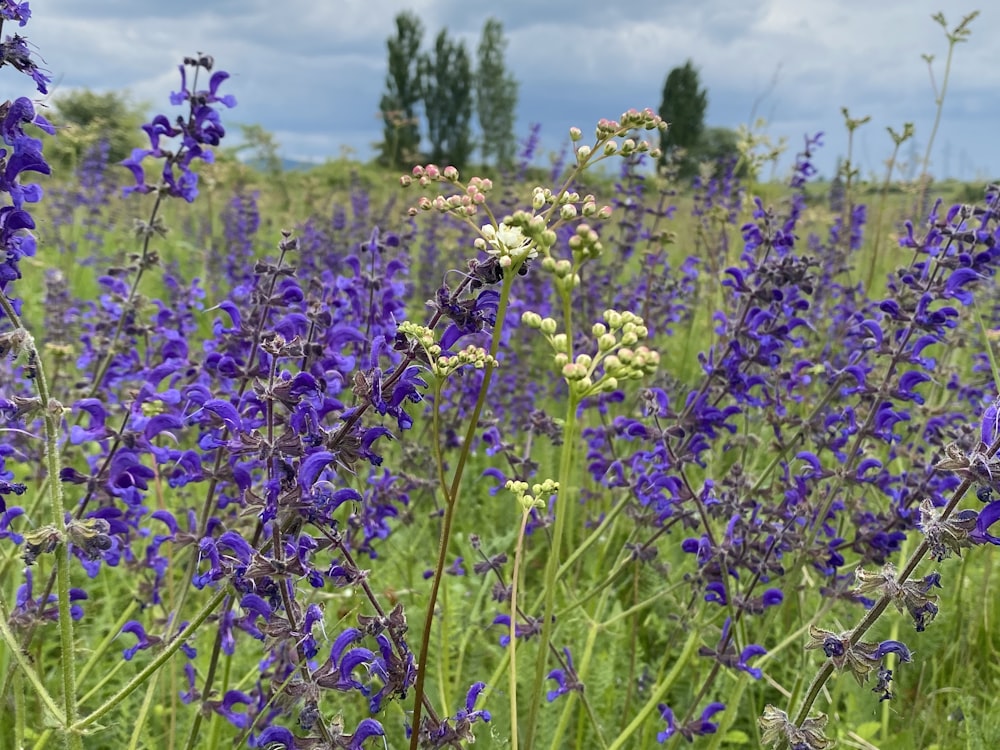 purple flower field during daytime