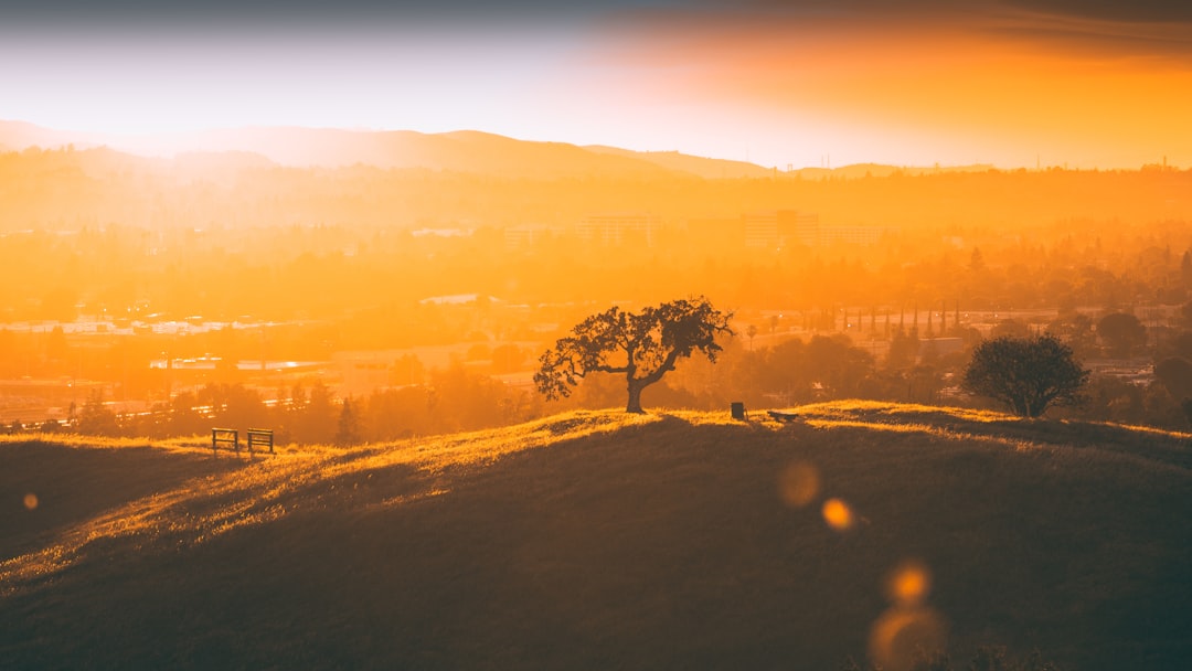 green trees on brown field during sunset