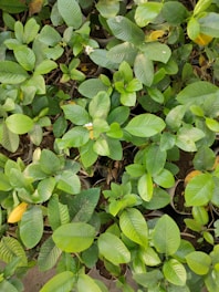 A cluster of lush green leaves fills the scene, with a few small white flowers peeking out among the foliage. The leaves have a glossy texture and are densely packed, suggesting a vibrant and healthy growth. It appears to be a garden or nursery setting, as the leaves emerge from individual planting pots.