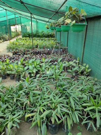 A greenhouse filled with various potted plants lined up in rows. The space is covered by a green mesh to provide shade. On the right, several green hanging pots with plants are suspended. The plants exhibit lush green foliage and are organized neatly across the greenhouse floor.