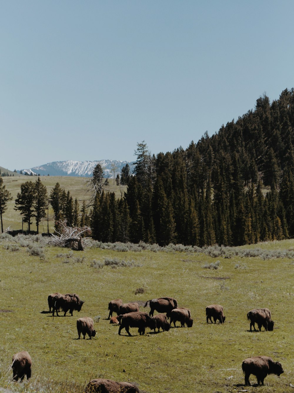 herd of sheep on green grass field during daytime