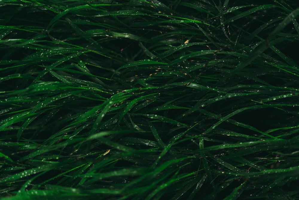 green grass with water droplets