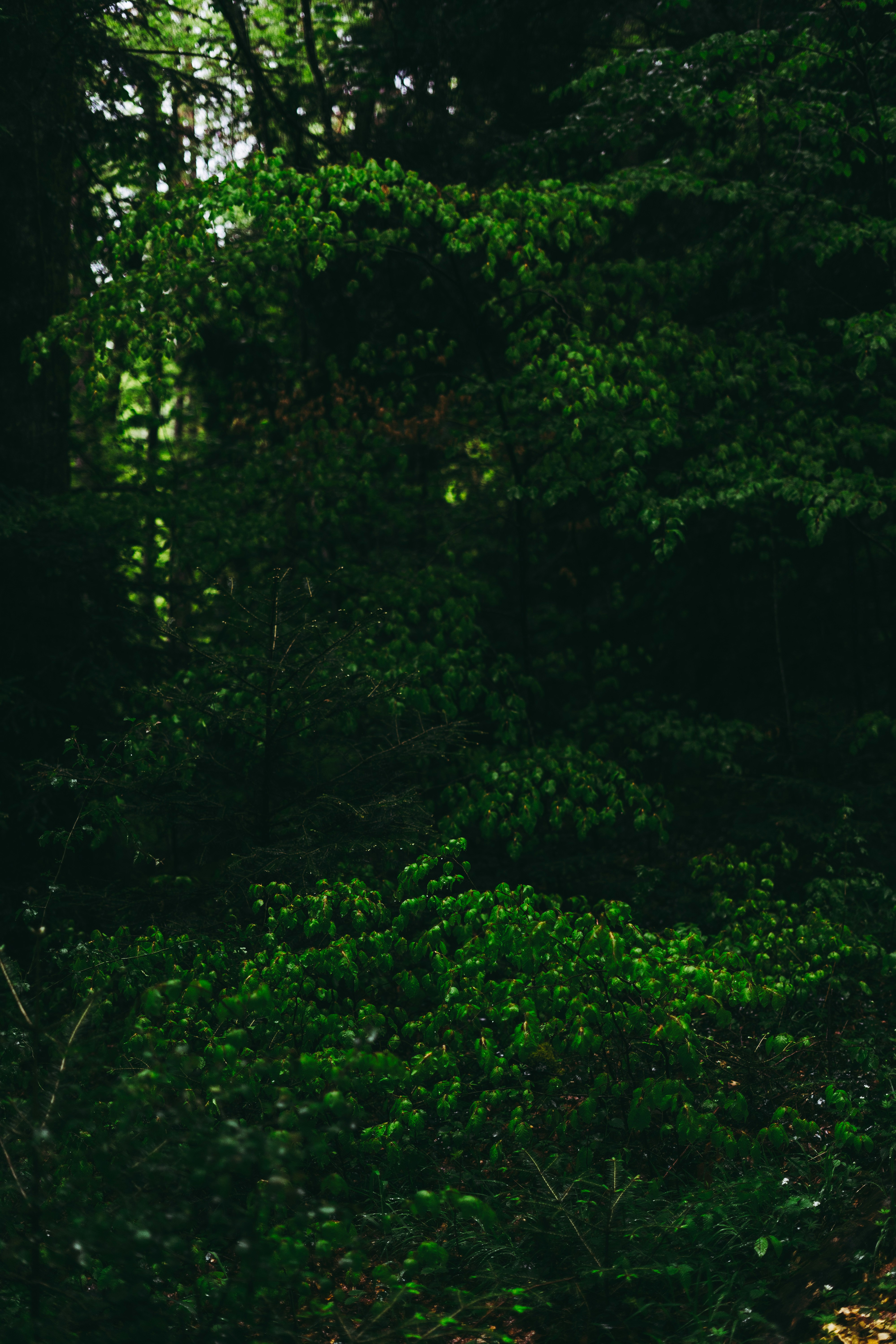 Photo by virussinside