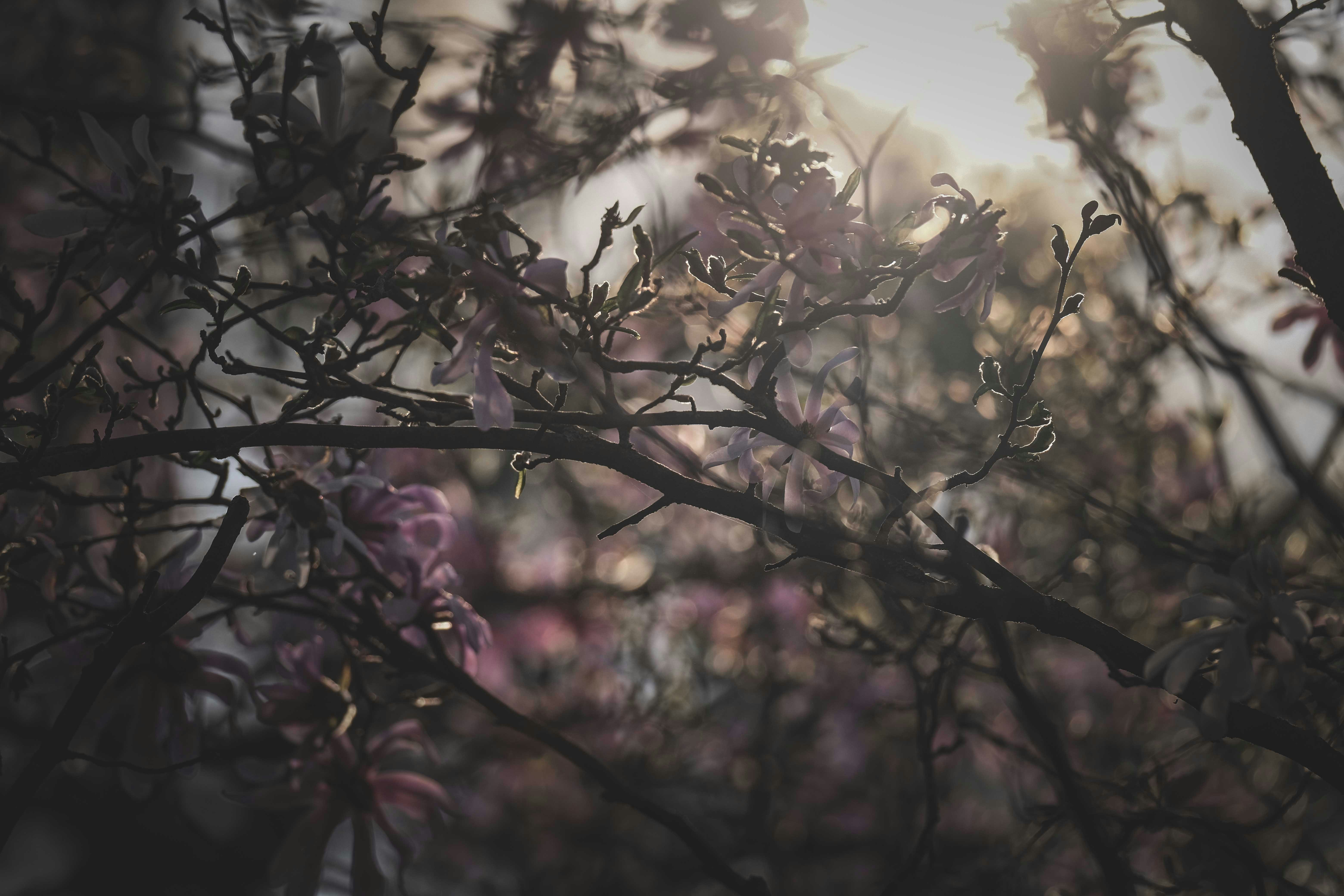 Photo by francesco_ungaro