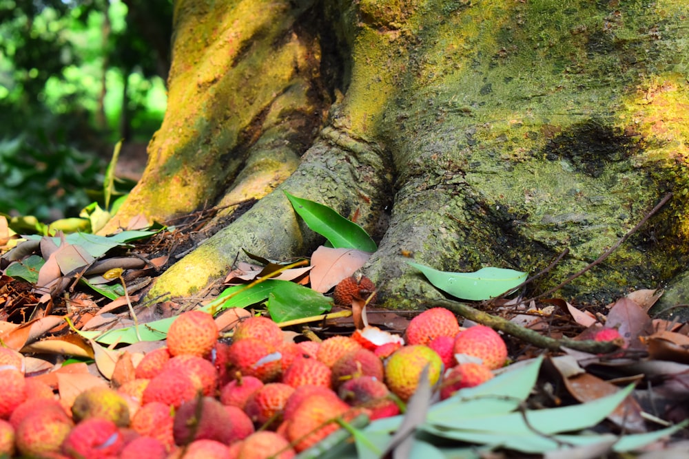 strawberries on brown tree trunk