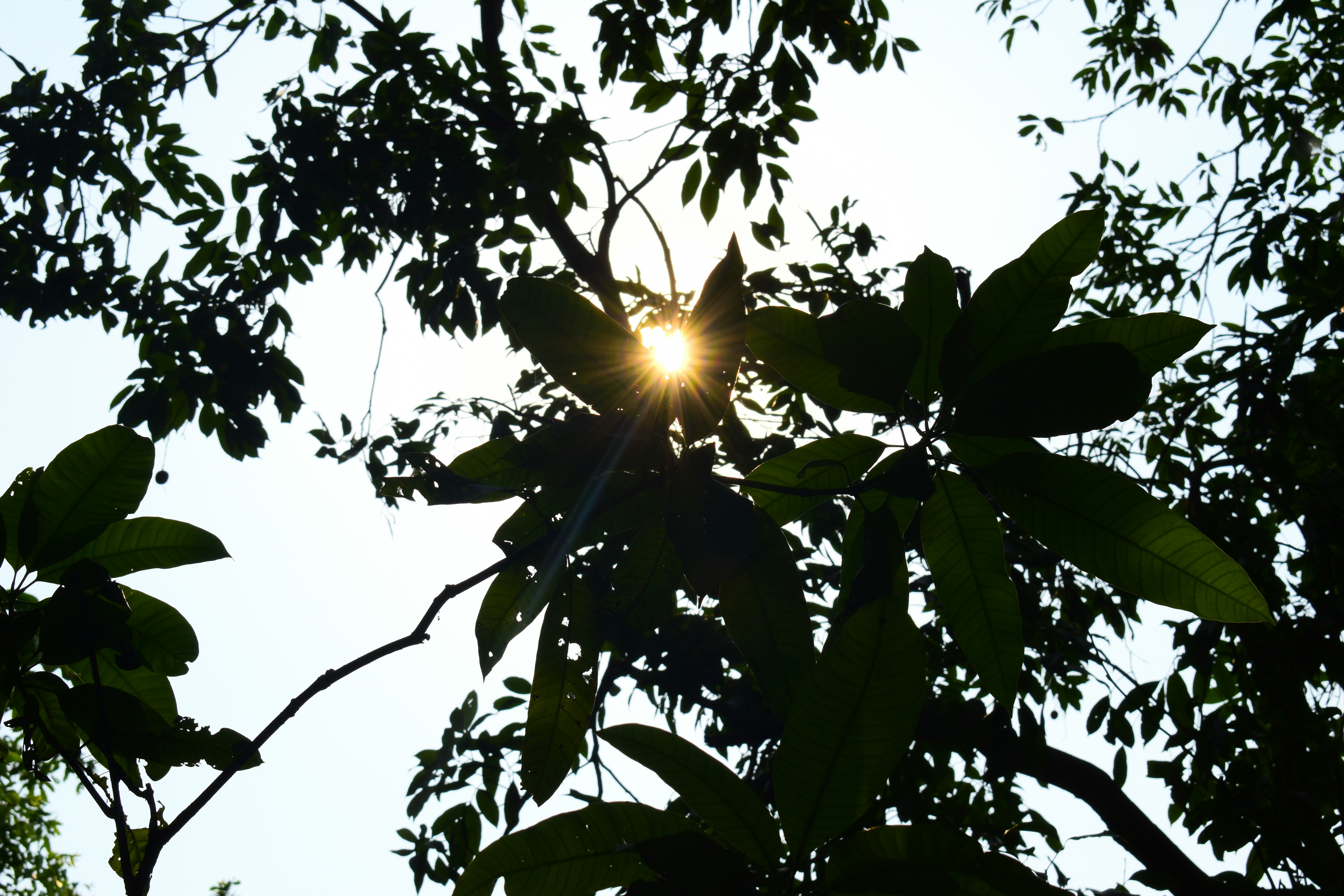 sun rays coming through green leaves
