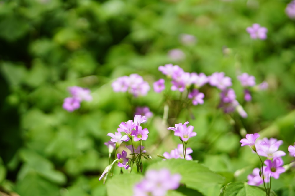 purple flowers in tilt shift lens