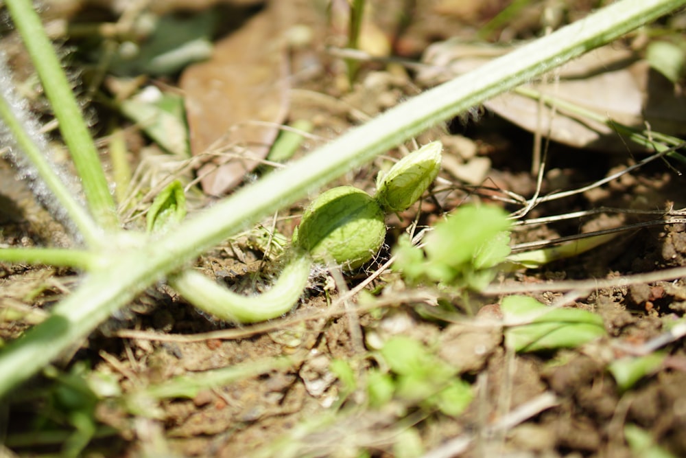 green snake on brown dried leaves