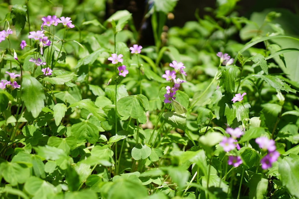 purple flowers with green leaves