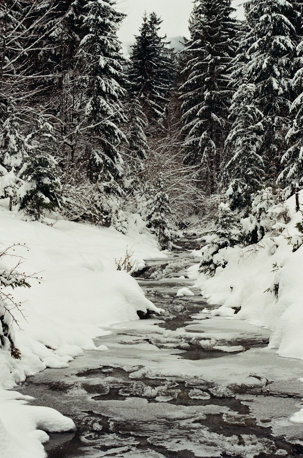 snow covered trees during daytime