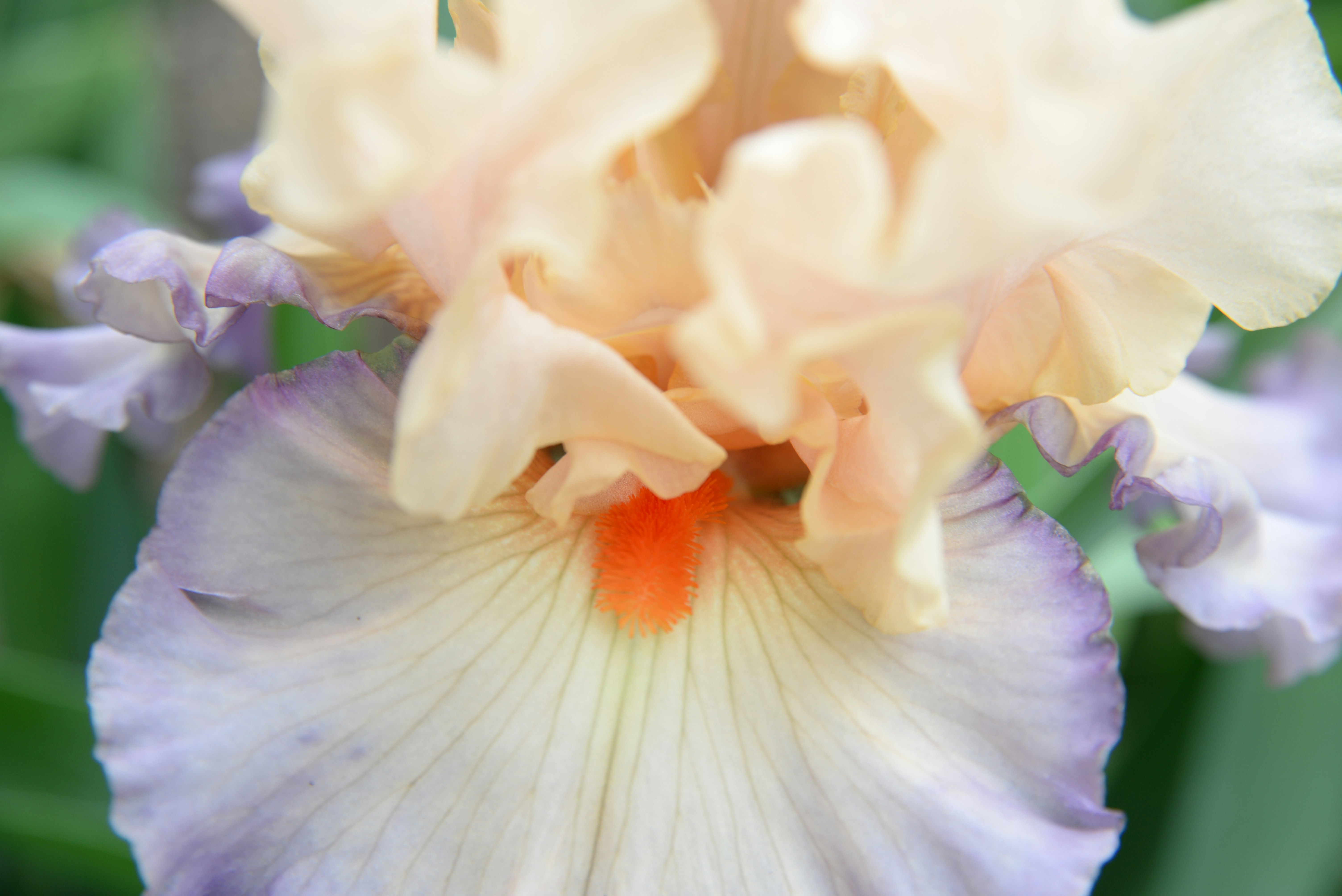 white and red hibiscus in bloom close up photo