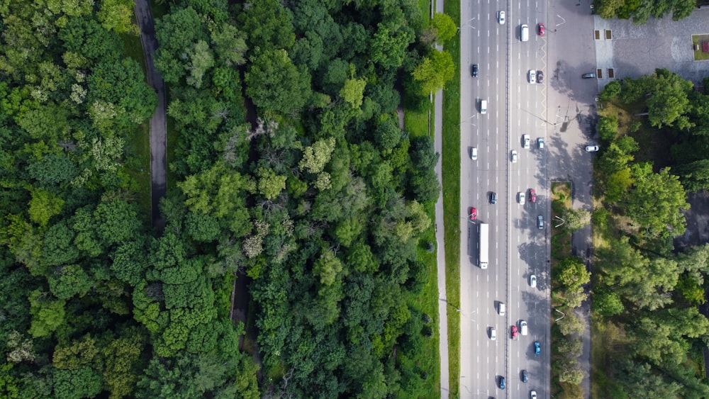 cars on road in between trees during daytime