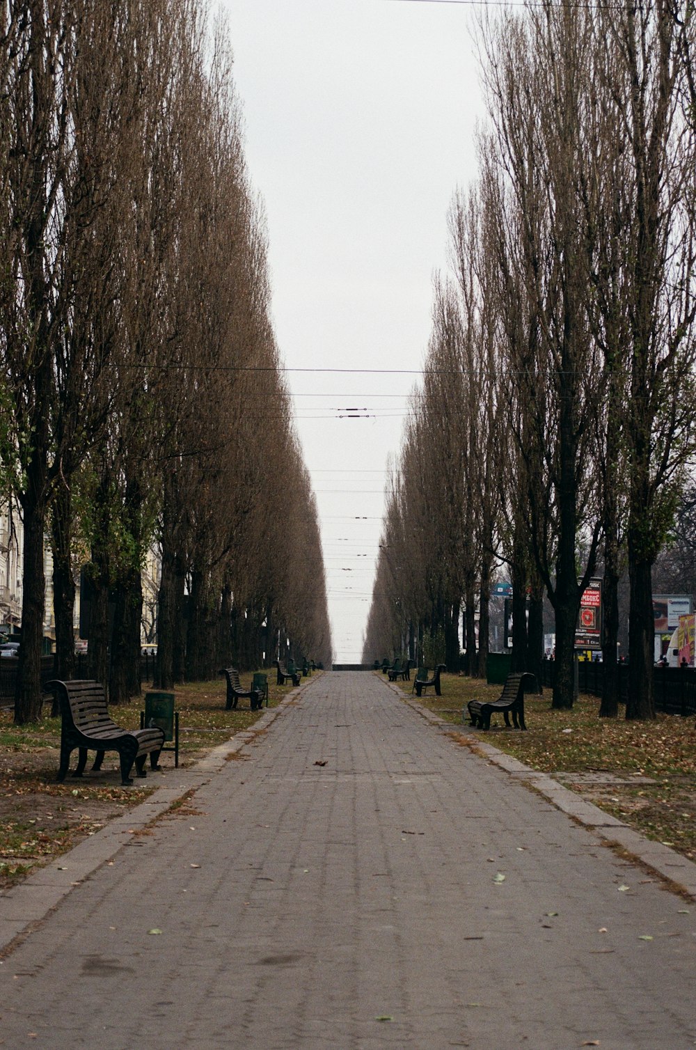 gray concrete pathway between bare trees during daytime