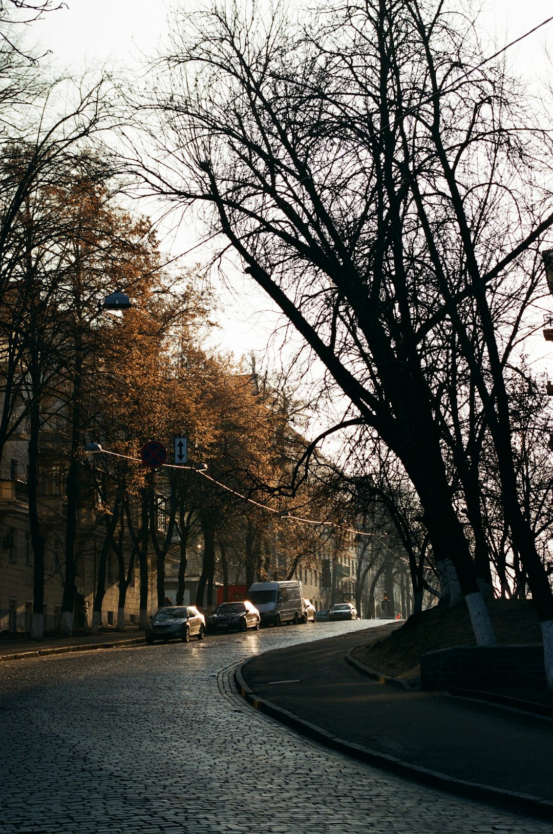 cars on road in between bare trees during daytime