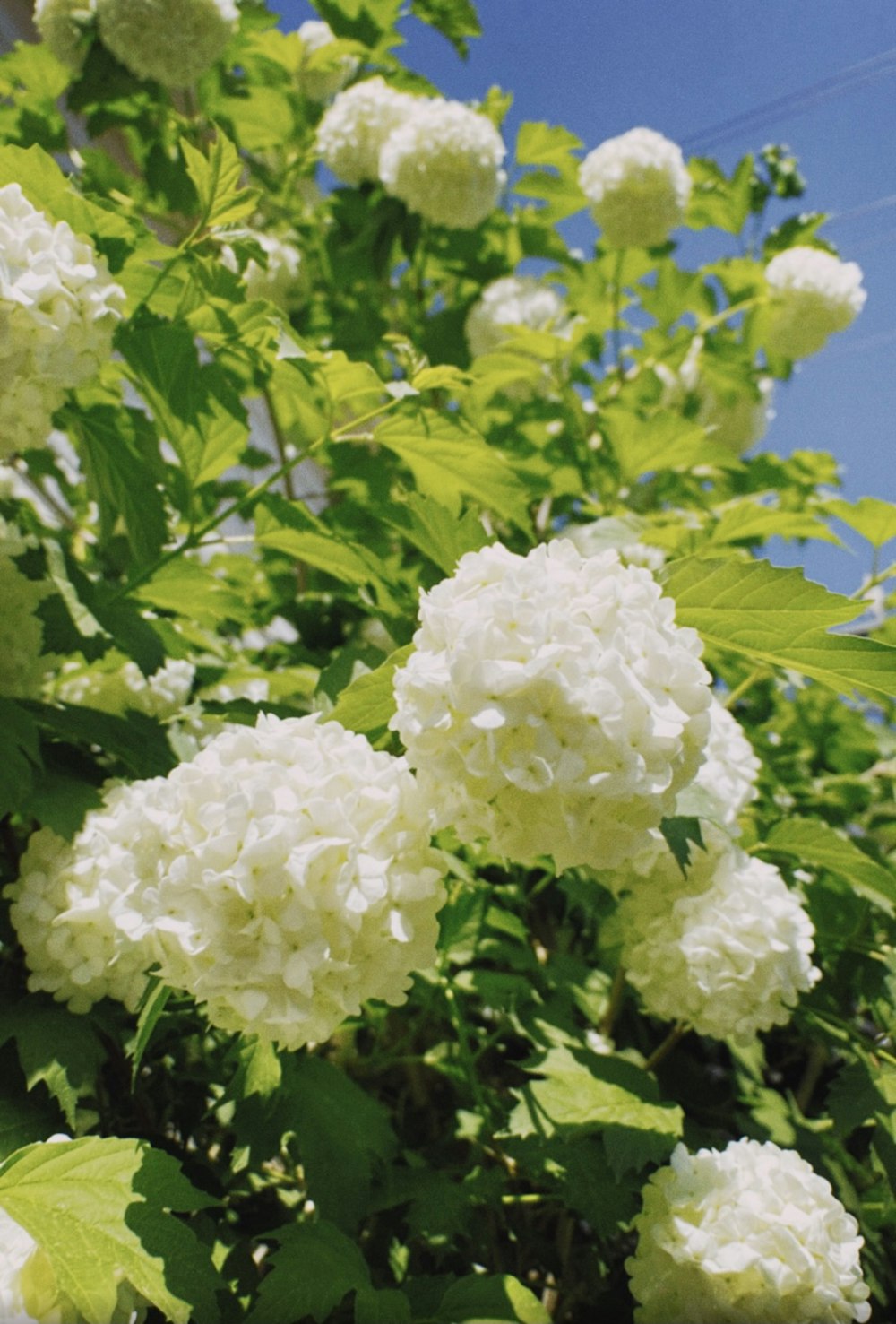 white flower with green leaves