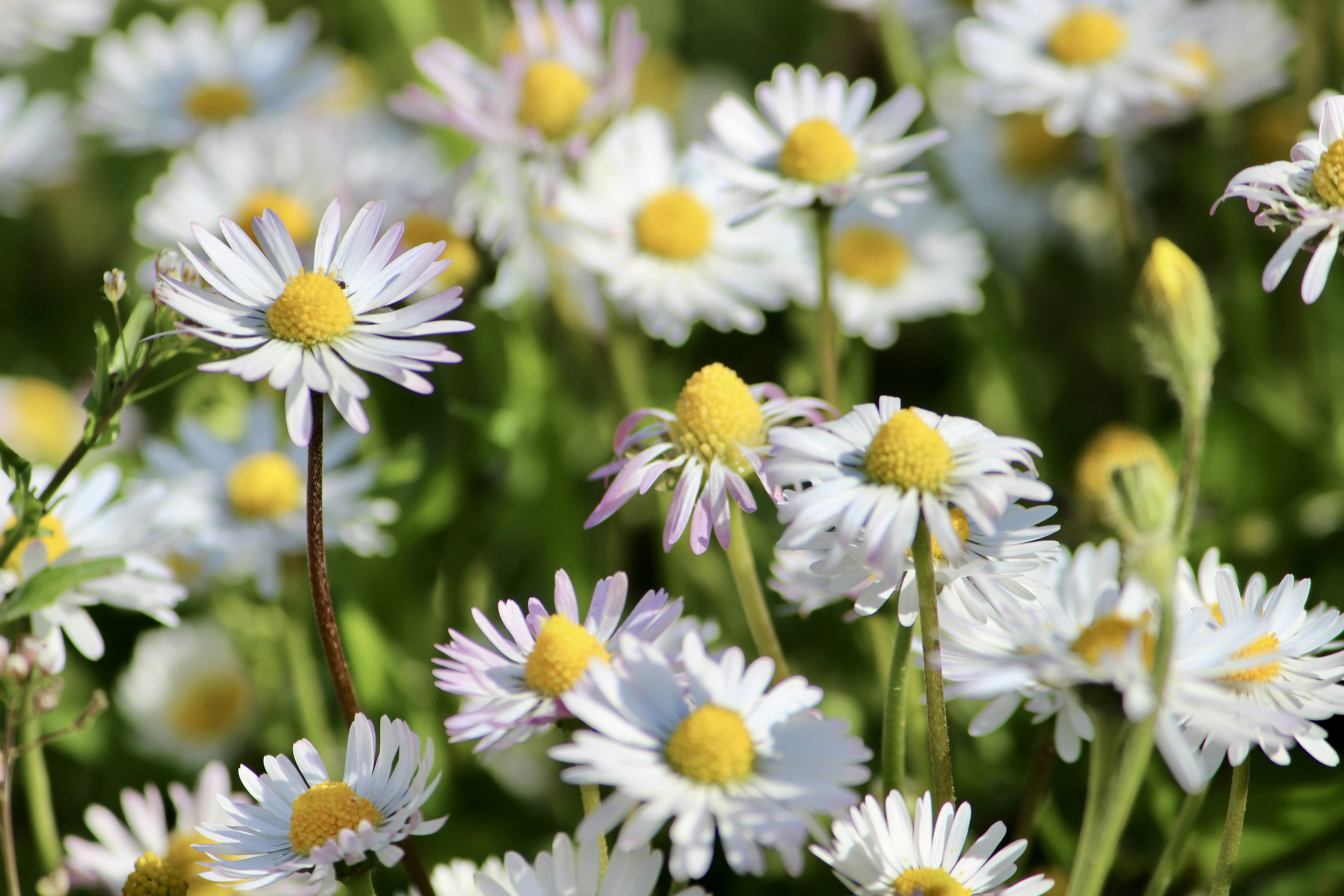 Photo by cansindogaalis