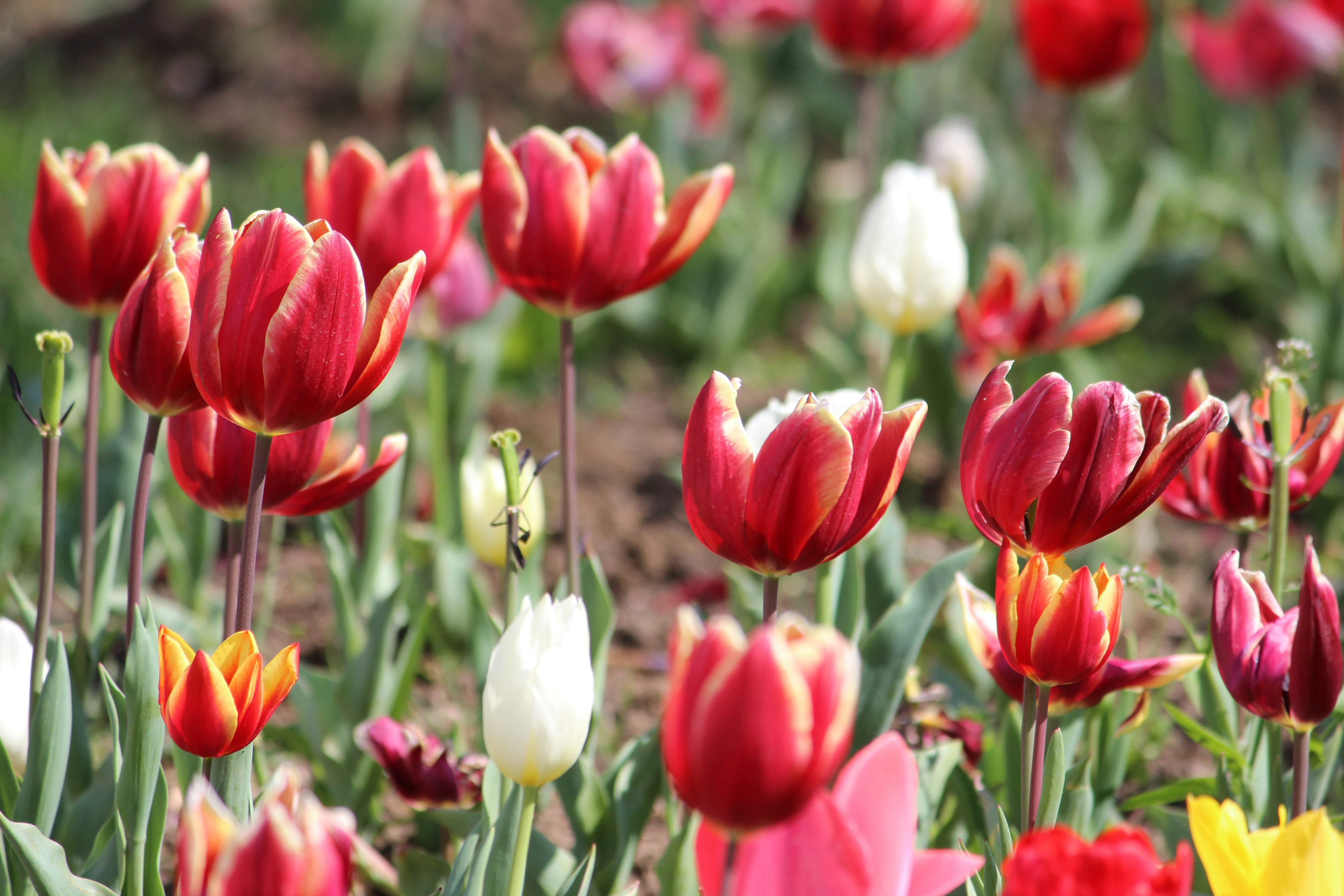 Photo by cansindogaalis