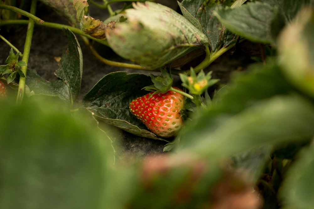 red strawberries on green leaves