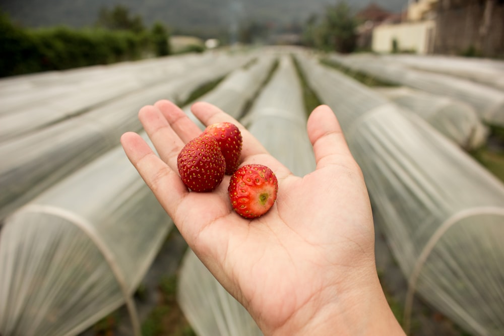 red round fruits on persons hand