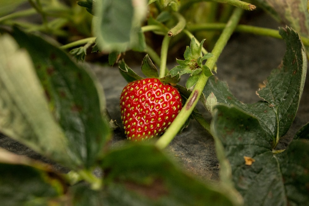 red strawberry fruit in close up photography