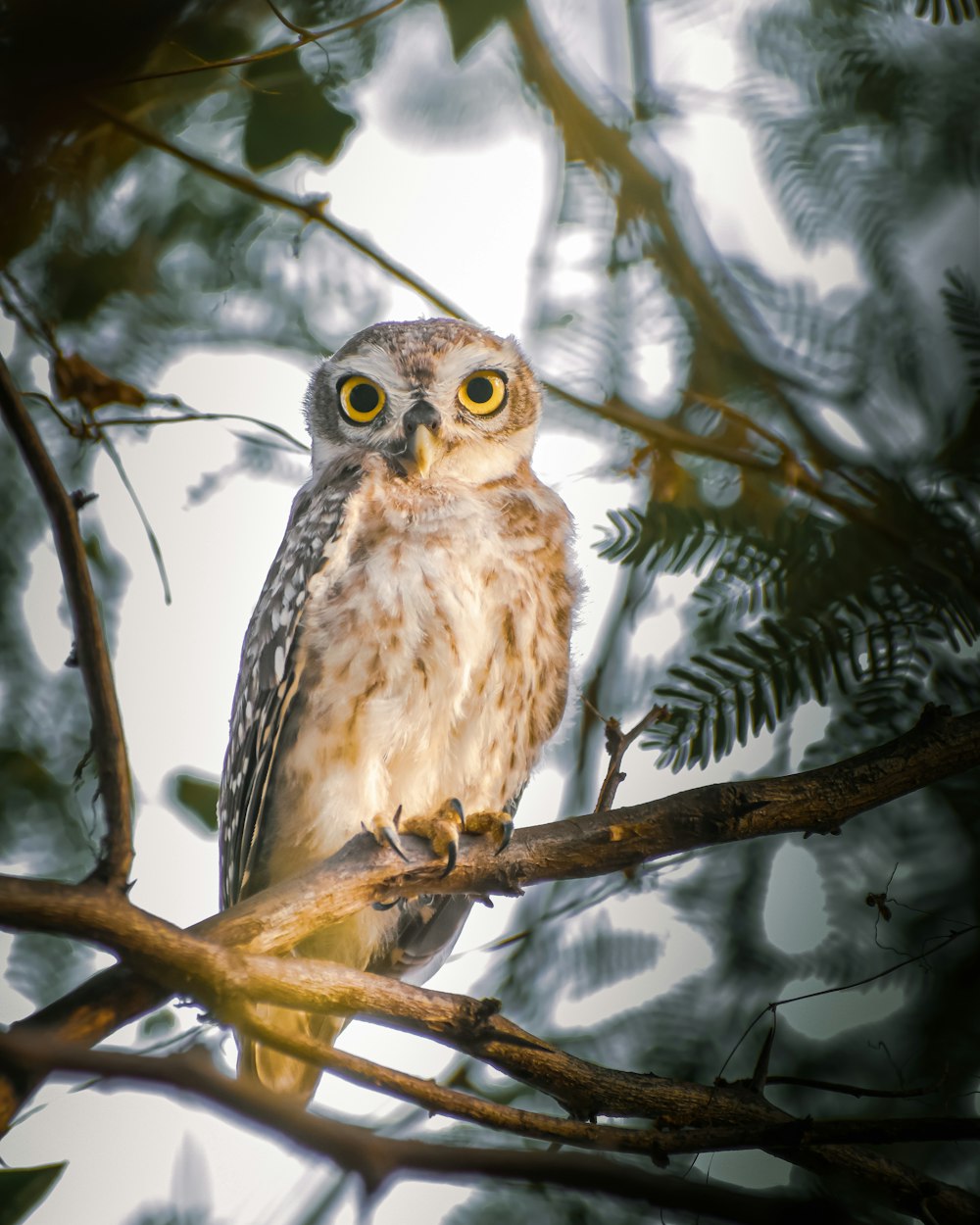 brown owl perched on tree branch during daytime