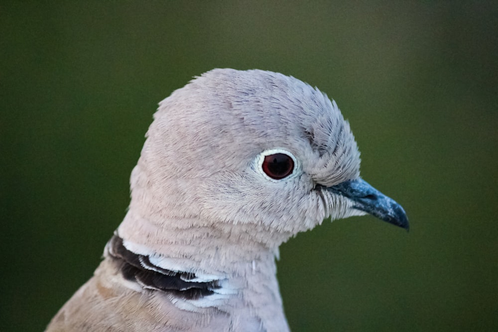 white and gray bird in close up photography