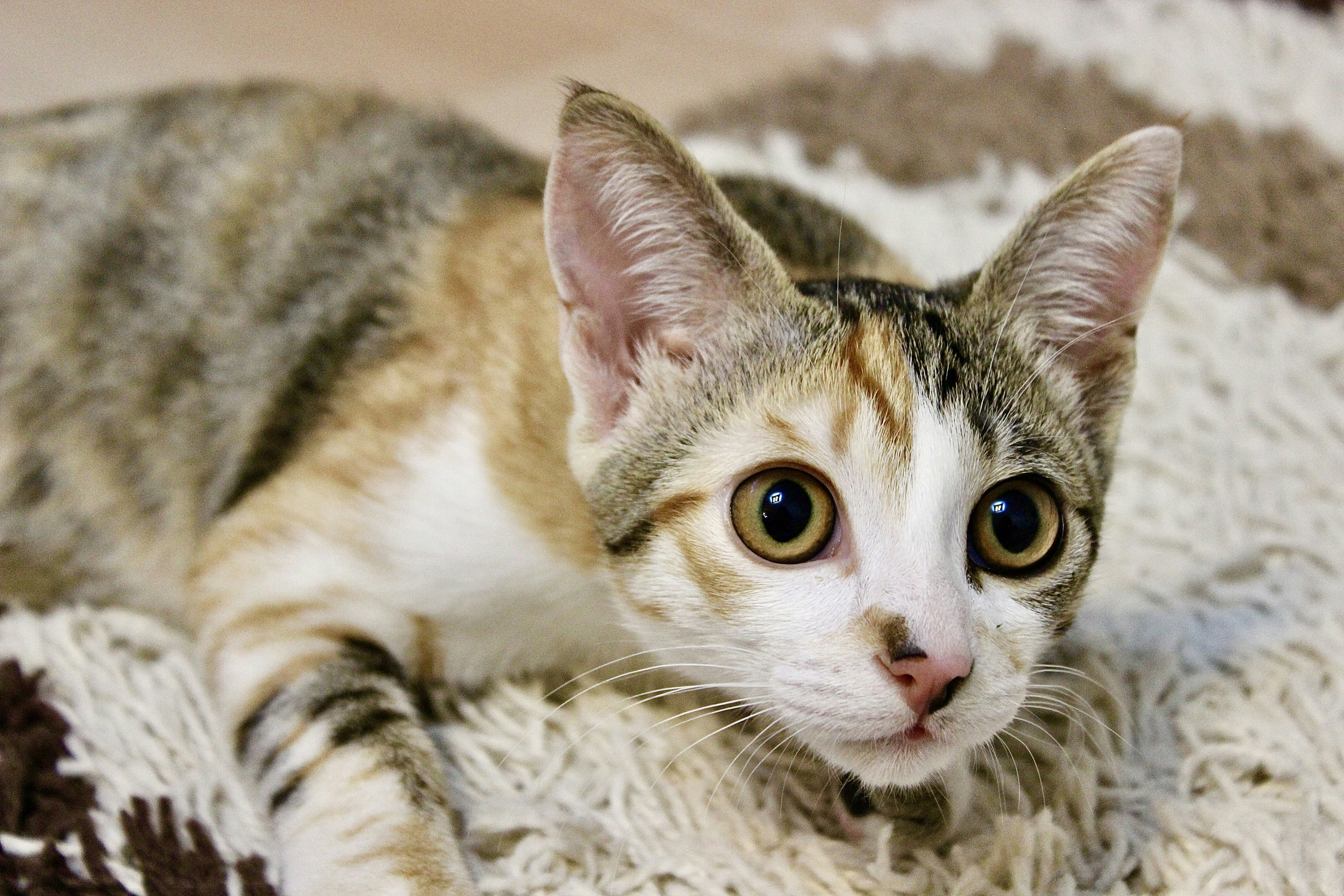 white and brown tabby cat