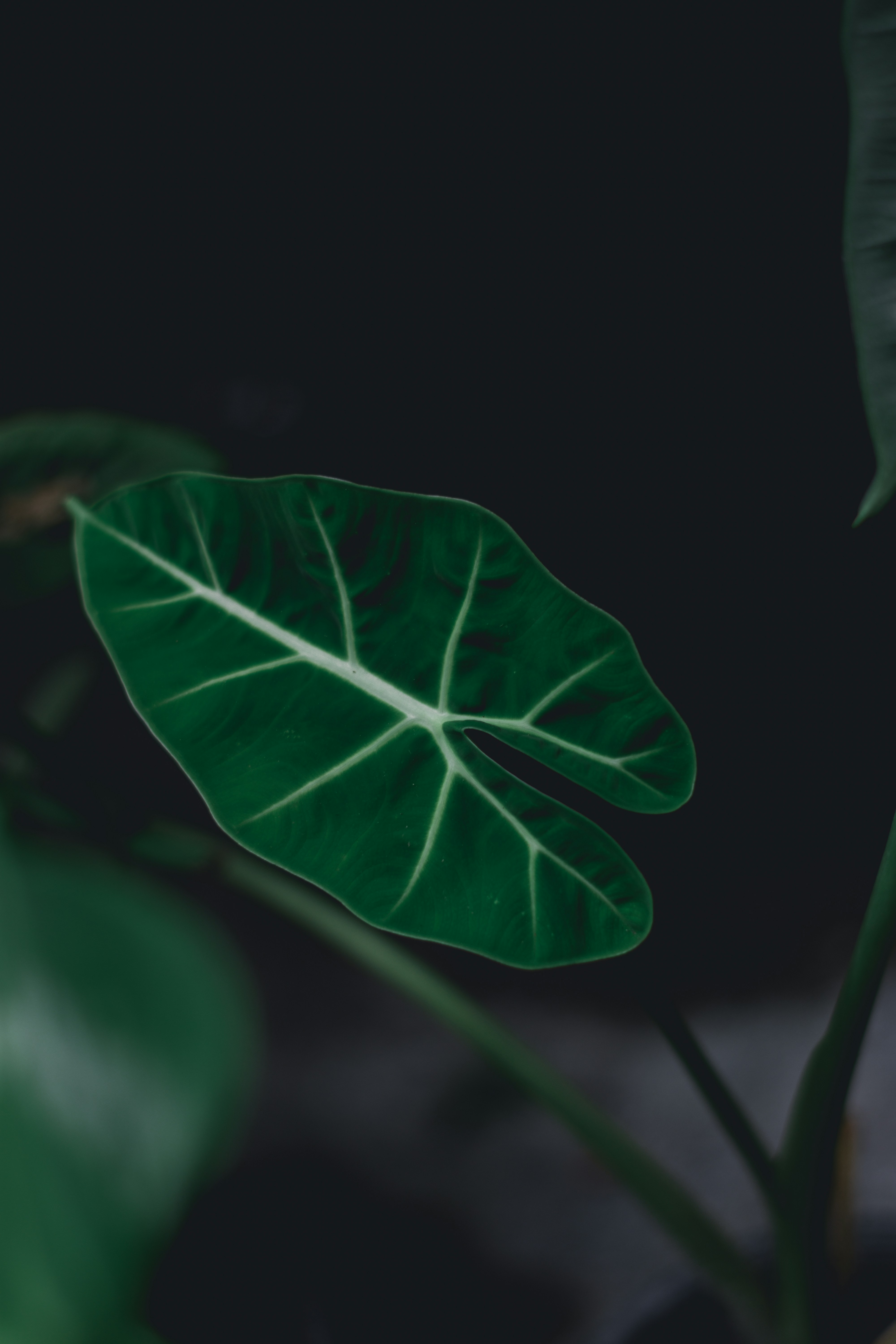 Photo by hassaan_maldives