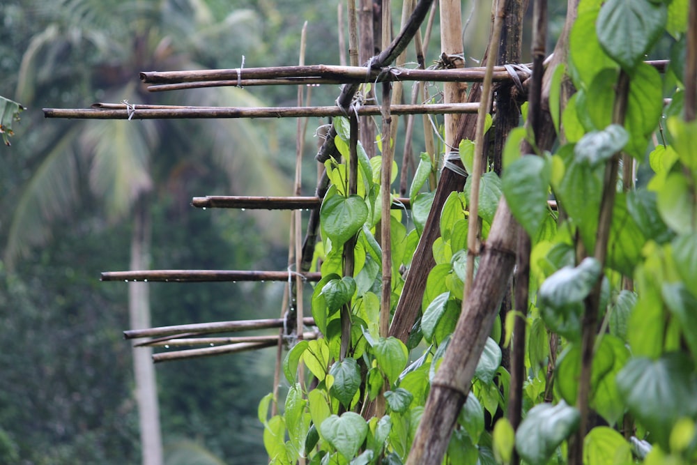 green bird on brown wooden stick during daytime