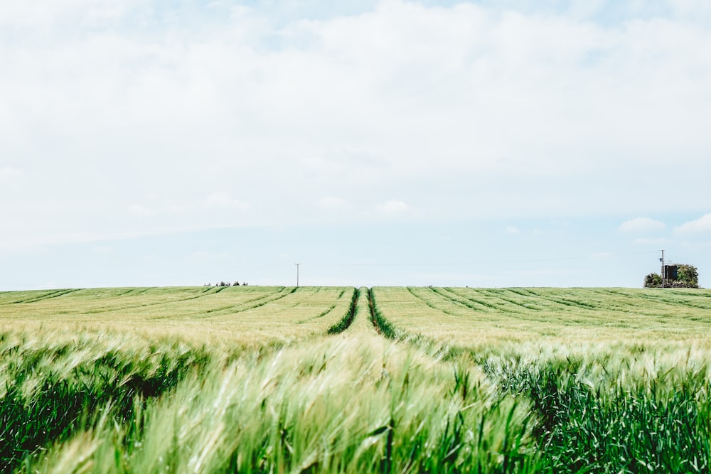 green grass field under white sky during daytime