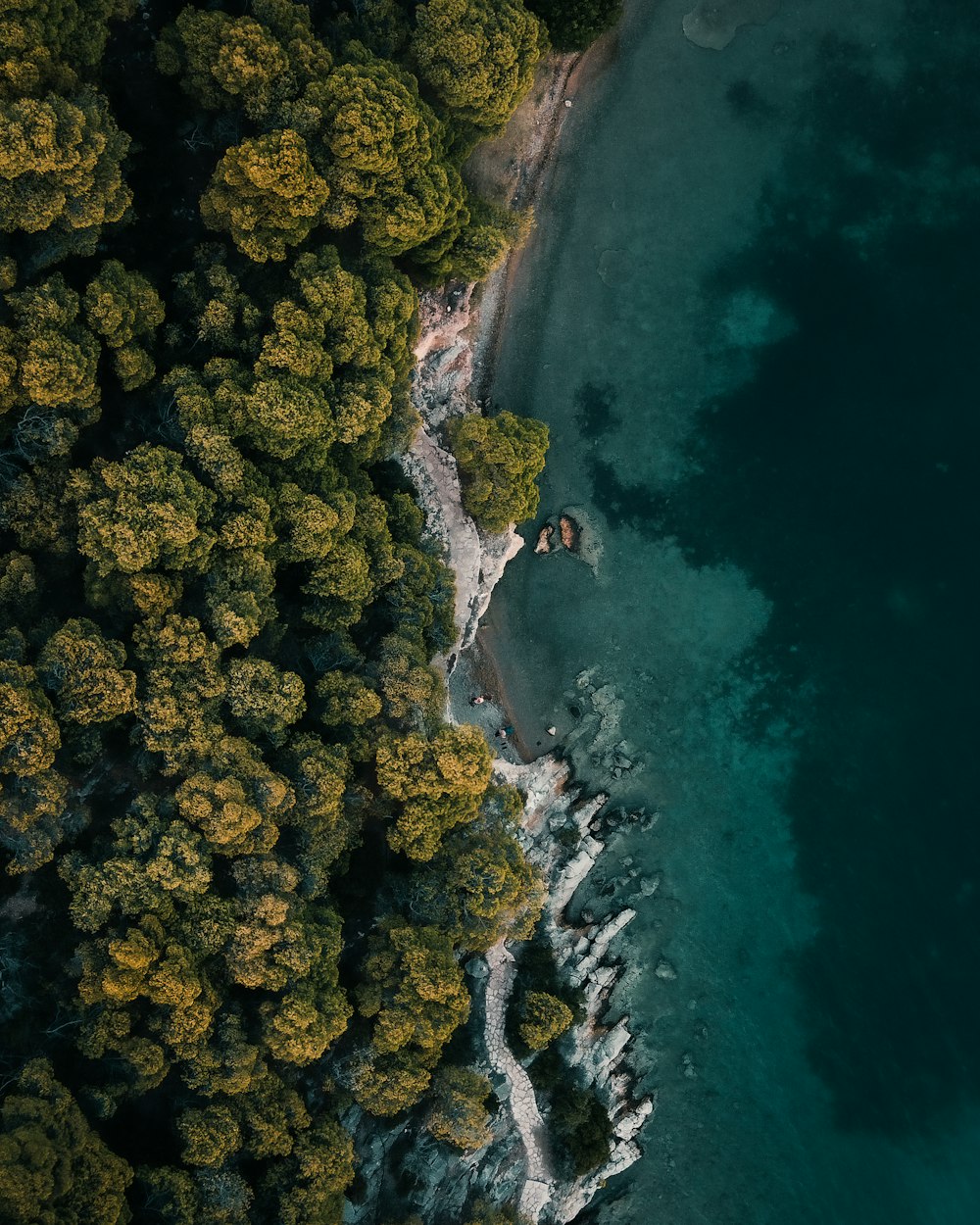 aerial view of green trees beside body of water during daytime