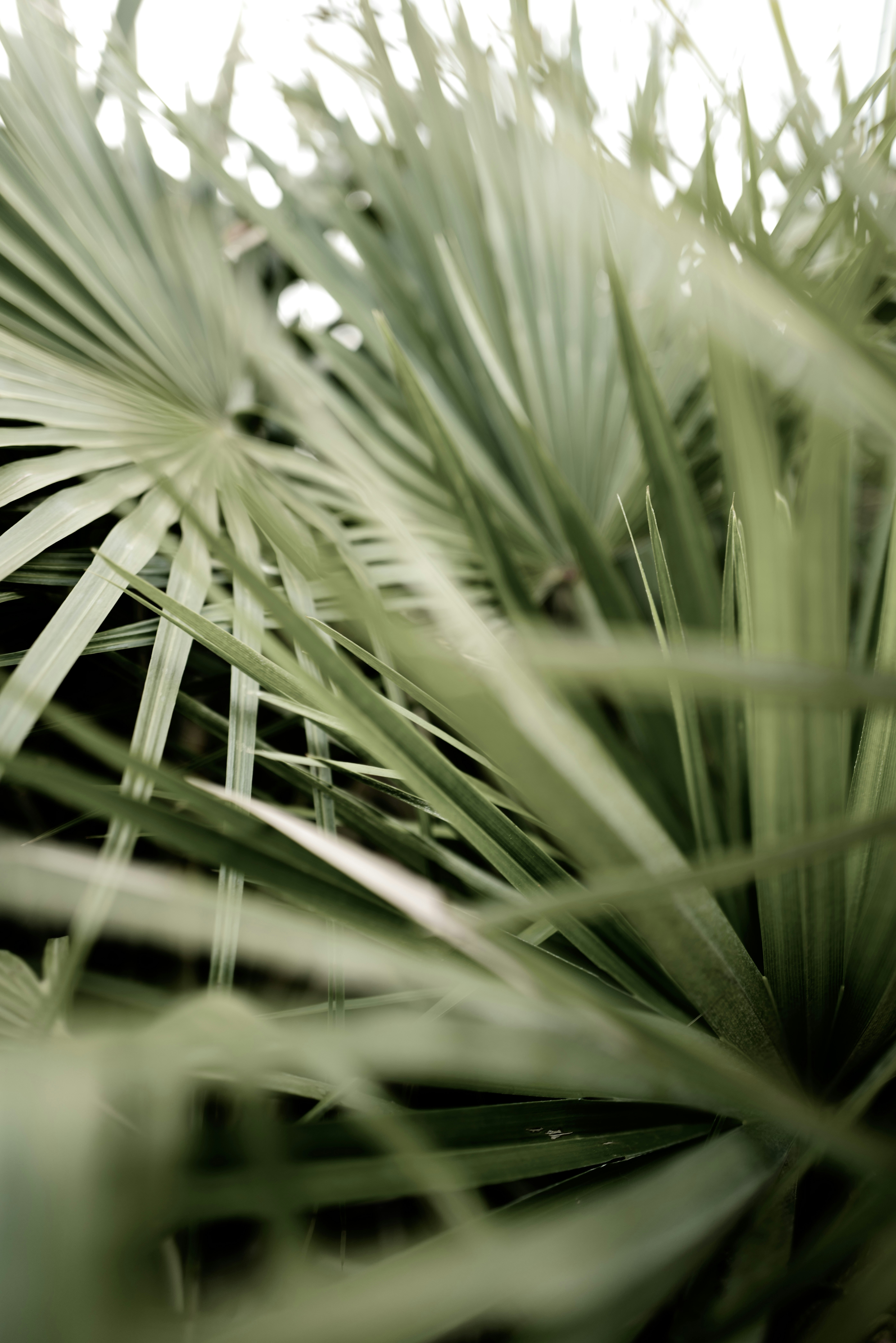Greenery 2 best free greenery, palm, bush and plant photos on Unsplash