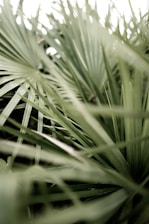 green grass in macro lens